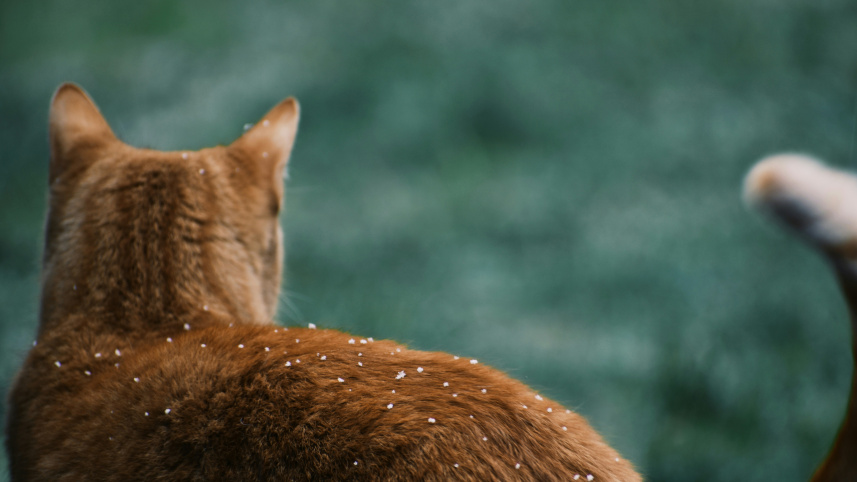 What every pet parent needs to know about fleas