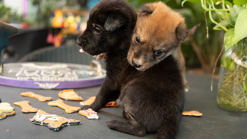 Why pets are the ultimate non-judgemental companions