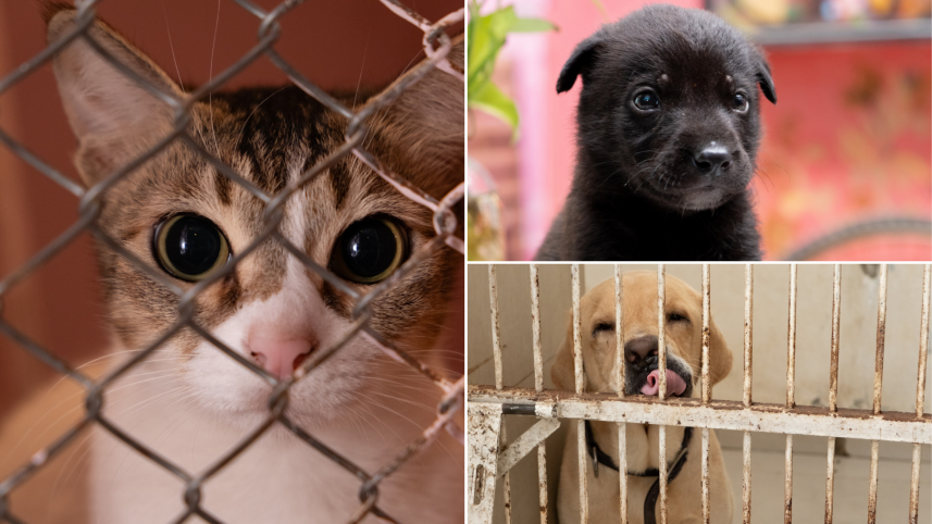 Why we owe street animals a better solution than culling 