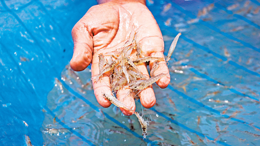 frozen-and-live-fish.jpg