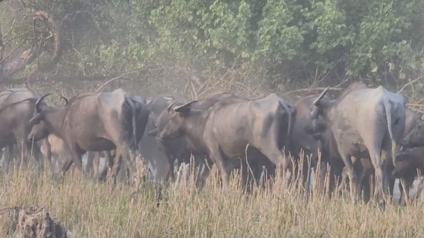 wild-buffaloes-Sonarchar-Wildlife-Sanctuary.jpg