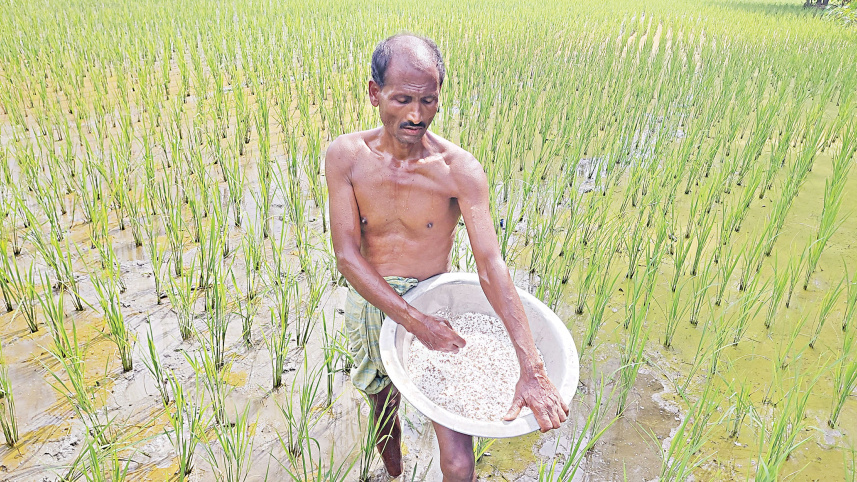 Aman-paddy.jpg