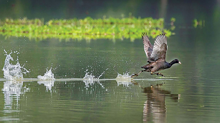 Common_Coot.jpg