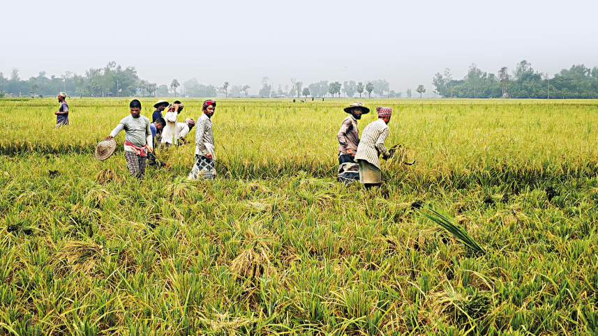 Good-harvest-1.jpg