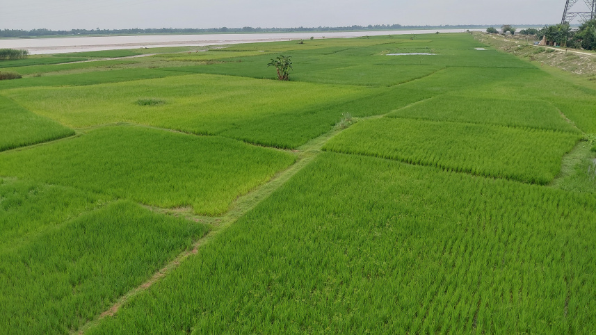 Rangpur crops fertiliser-01.jpg.jpeg