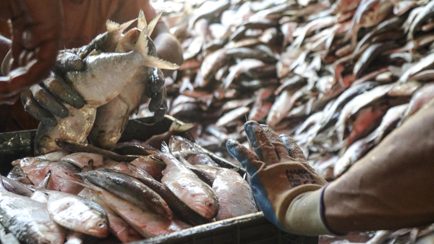 Hilsa ban 1.png
