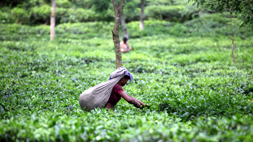 OP_1_TEA_GARDEN.jpg