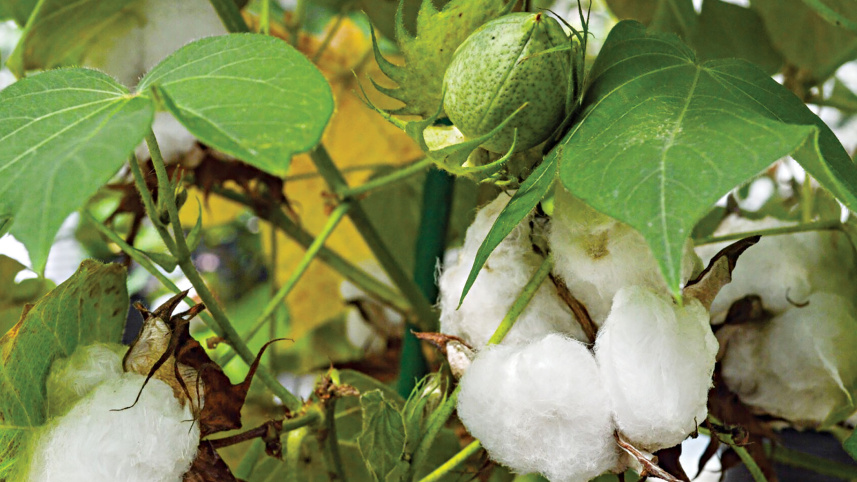 cotton.jpg