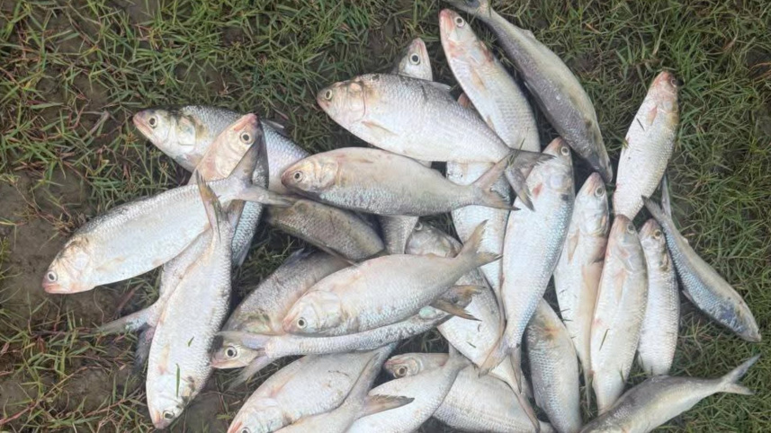hilsa.jpg