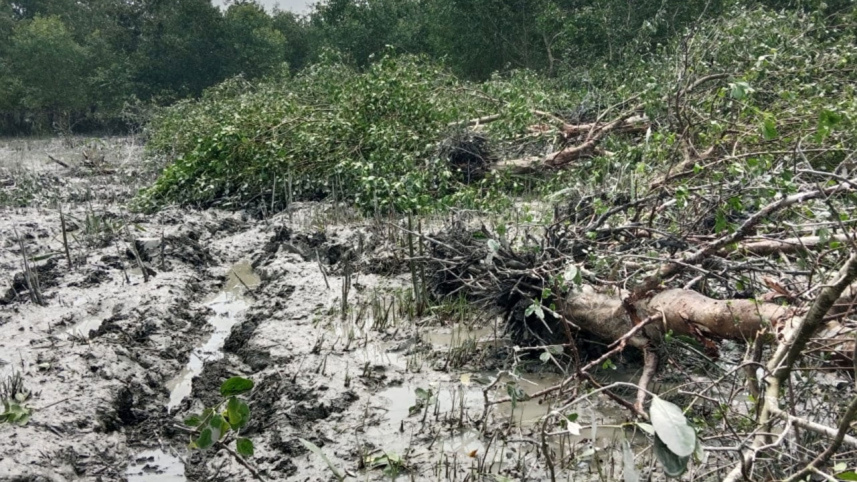 mangrove-trees.jpg