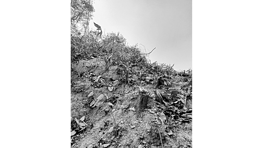 trees-and-transport-1.jpg