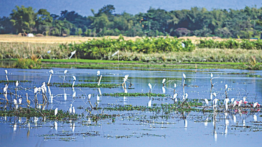 a haor in rustampur