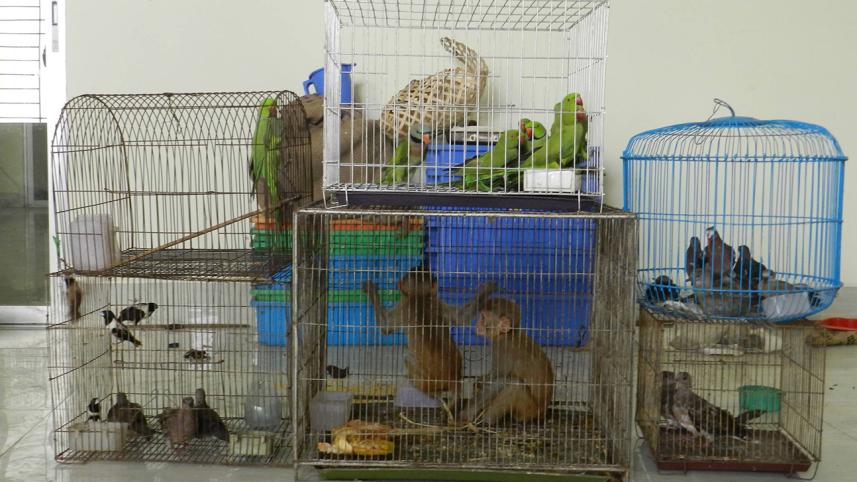 wild-birds
