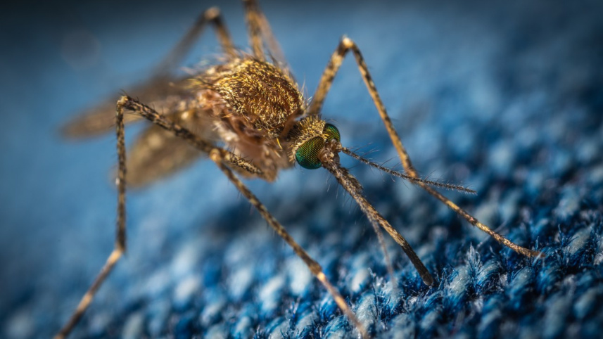 dengue.jpg