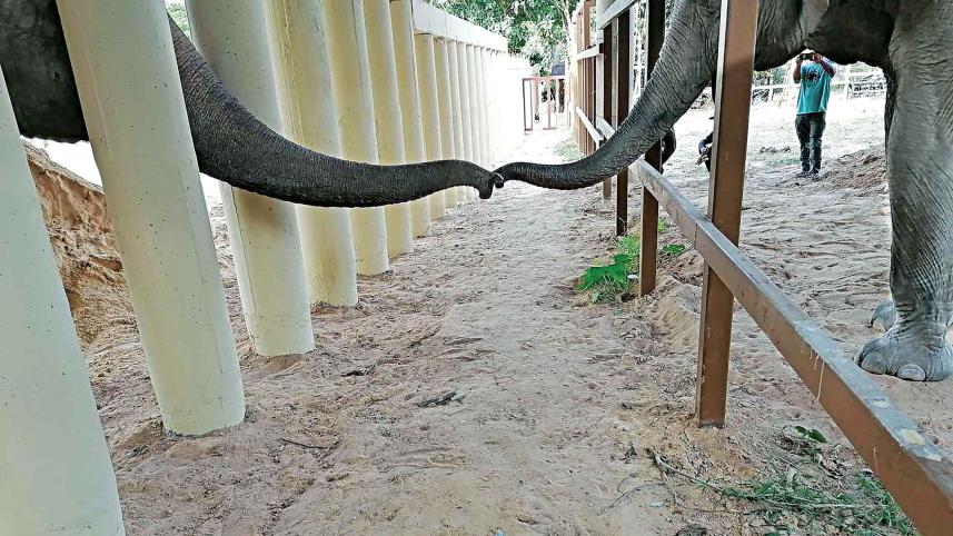 elephant.jpg