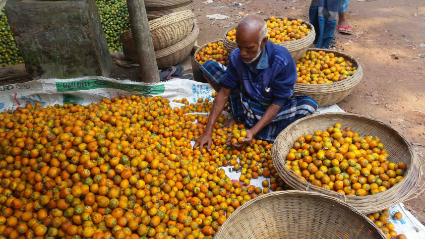Bagerhat-betel-nut.jpg