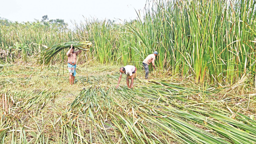 hogla-pata-barishal.jpg