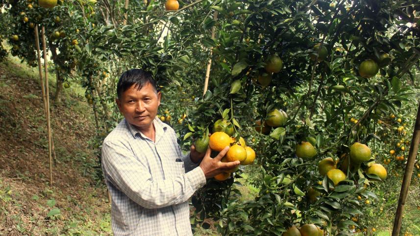 Naniarchar-mandarin-orange.jpg