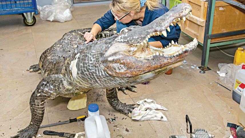 alligator.jpg
