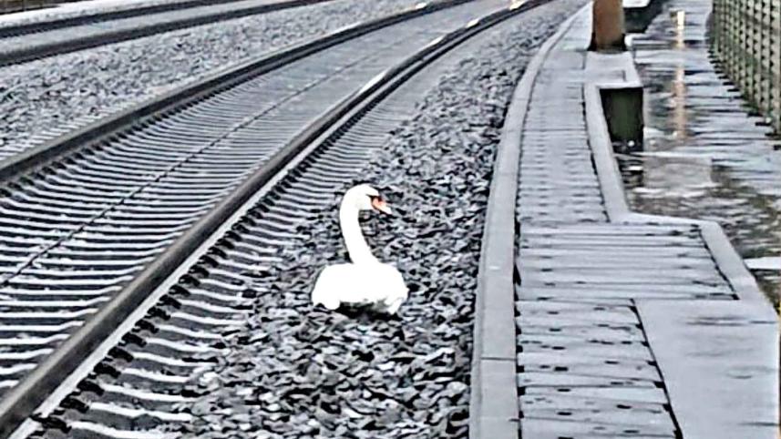 swan.jpg