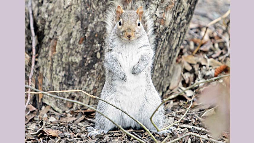 squirells.jpg