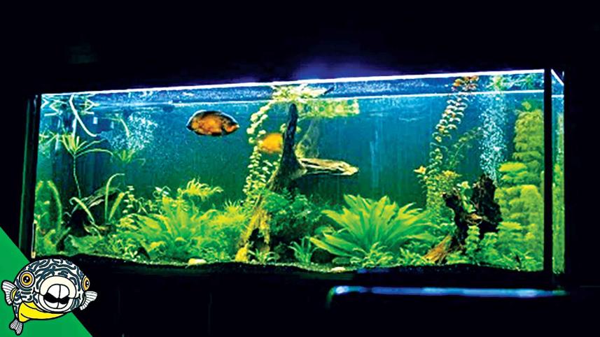 fish.jpg