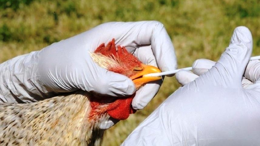 QT-Avian-Flu.jpg