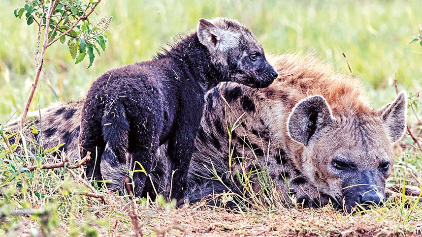 Maasai-Mara.jpg