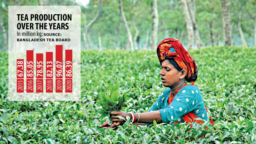 Tea-production.jpg