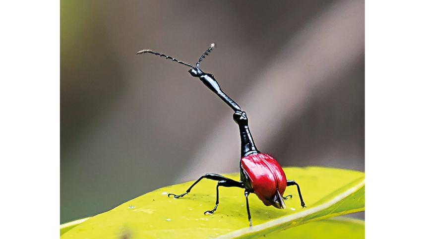 Madagascar.jpg