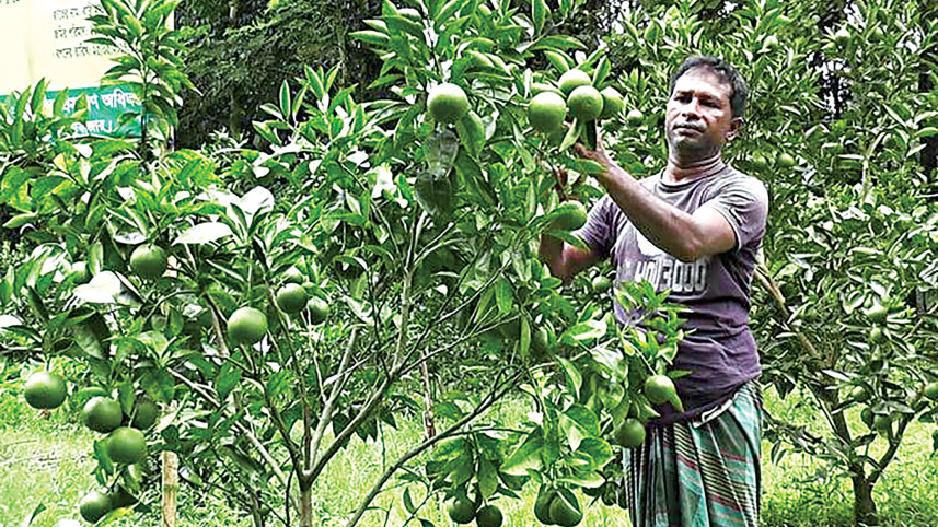 Malta-farming-Moulvibazar.jpg