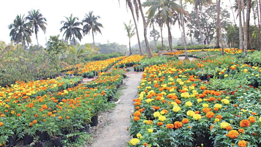 Hybrid-Nursery-1.jpg