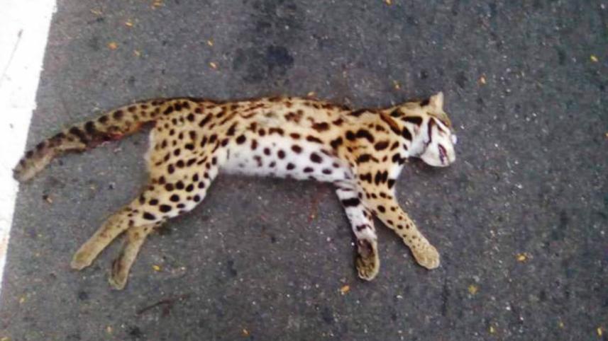 Leopard_web.jpg