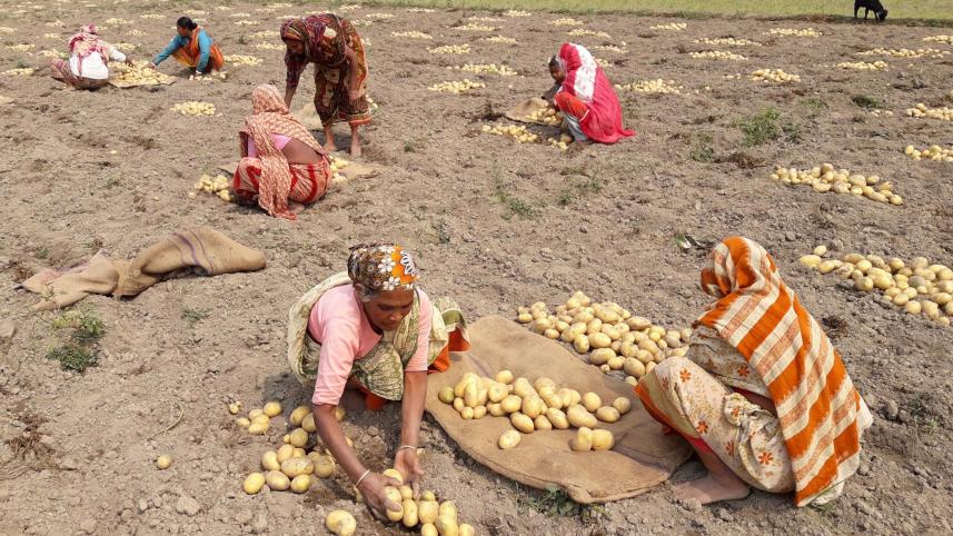 Record-potato-production.jpg