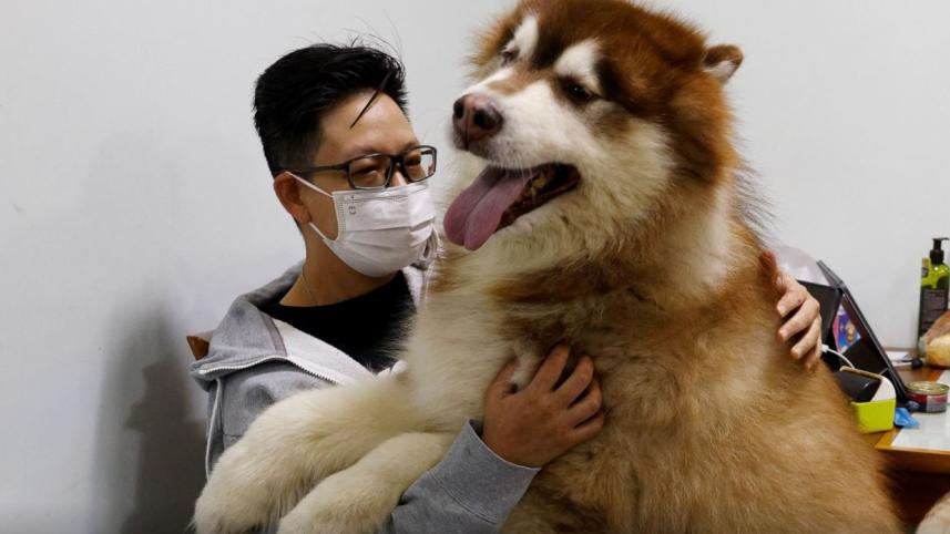 malamute.JPG