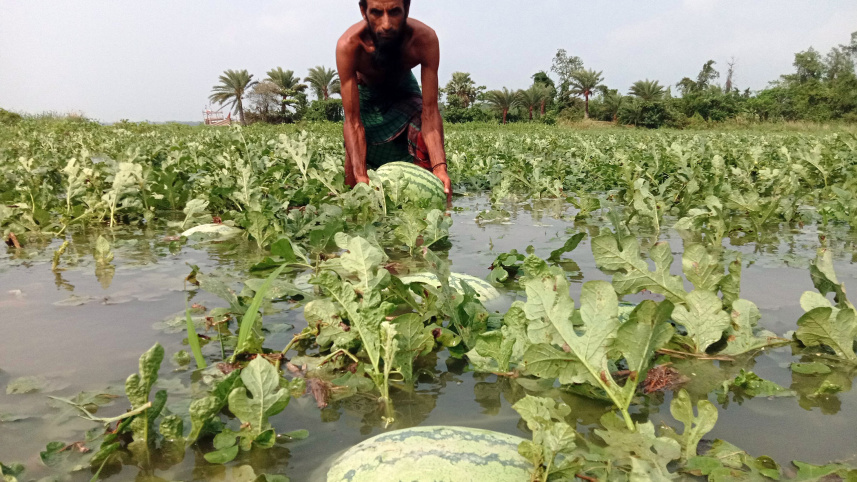 Galachipa-watermelon-growers-lose.jpg