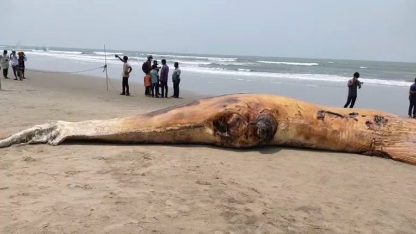 whale.jpeg