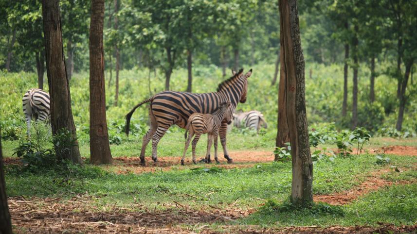 Zebra.jpg