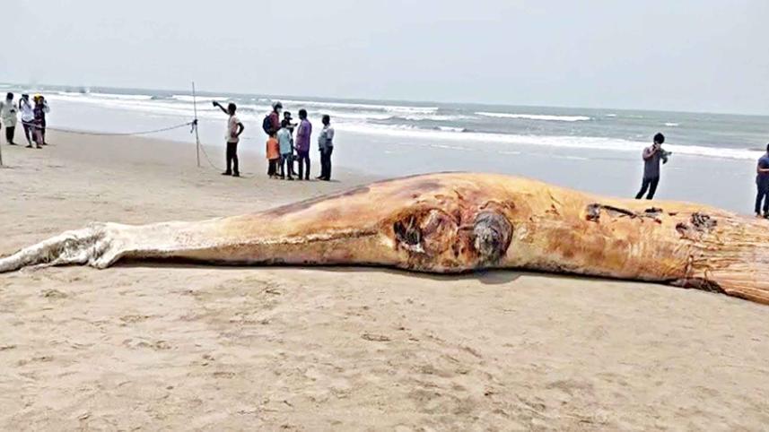 death-whale.jpg