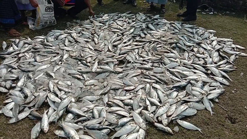 jatka seized