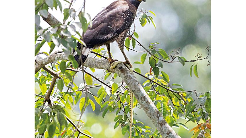 Eagle.jpg
