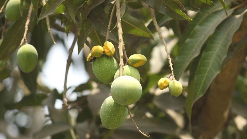mango.jpg