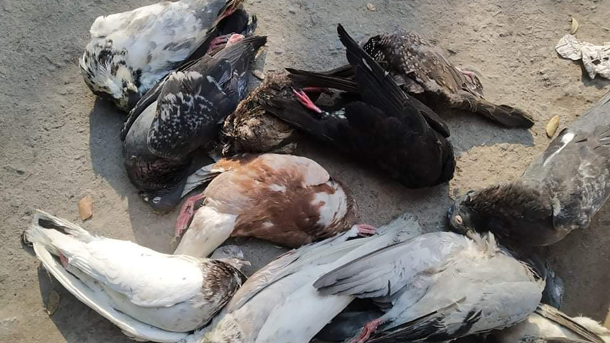 birds web.jpg
