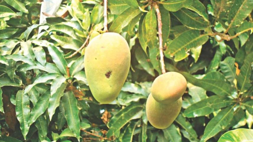 mango_4_1.jpg