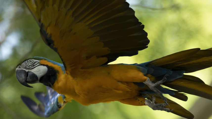 Macaw.jpeg