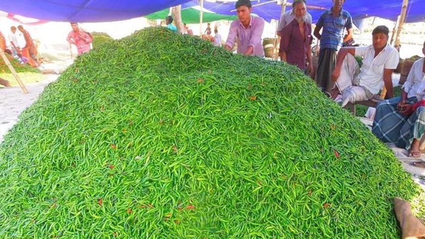 Domar-thrives-chilli-farming.jpg