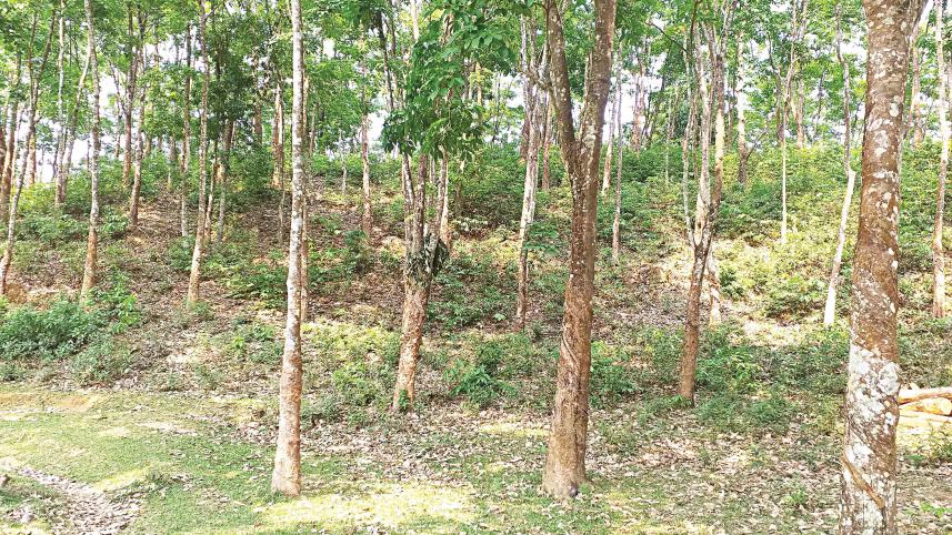 private-rubber-plantations-1.jpg