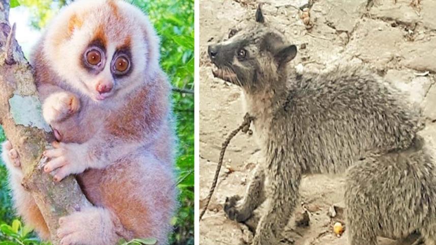slow loris-cat.jpg