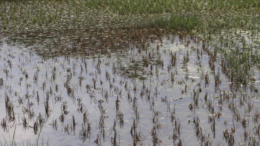 Cyclone-Yaas-Damage-agriculture.jpg