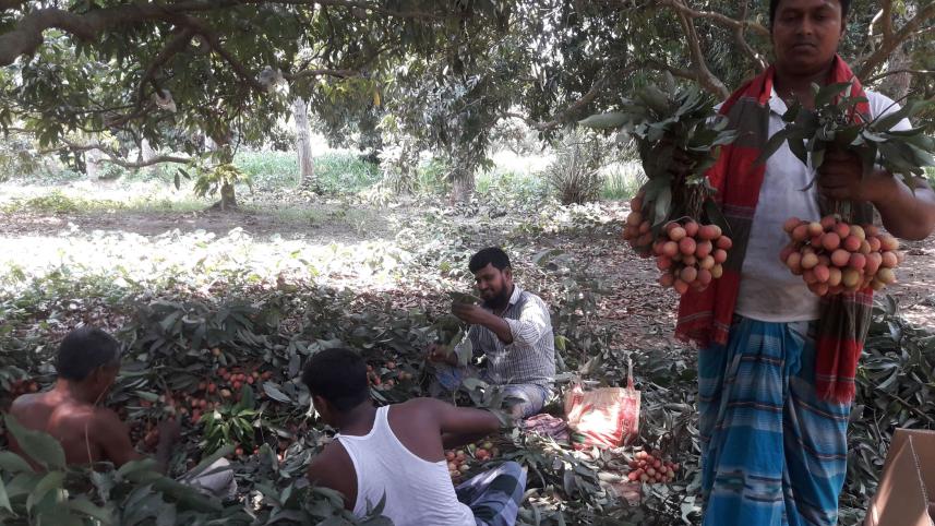 Magura-litchi-growers.jpg